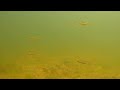 Exploring the Evaporating Mary River Pools Teeming with Native Fish