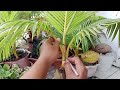 Cara MENYUBURKAN Bonsai Kelapa