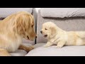 Golden Retriever Meets Puppy Just Like Him for The First Time