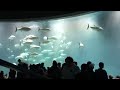 The moment tuna collided at aquarium inJapan.