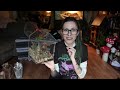 UNBOXING *LOOK AT THAT FACE* BIG Cute African Velvet Spiders & NEW Jumpers!  Stegodyphus, Phiddipus