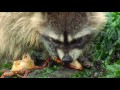 Raccoon Vs Rock Crab | Blue Planet | BBC Earth