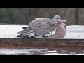 Nothing to see here,,,just a bird taking a shower