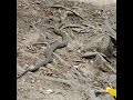 Please tell me what kind of snake we saw at the end.