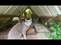 I left a camera at my feral cat feeding station!
