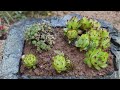 Everyone Can Make This Stone Flower Pot