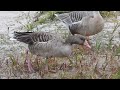 サカツラガンとハイイロガンの採食風景20231214米子水鳥公園DSCN5585