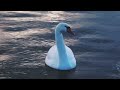 Swans: Elegance in Motion, Majesty in Nature! #swan #animals #wildlife #cute #trending #funny #fun
