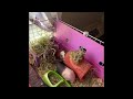 Guinea Pig Boy Bonding 💙 🤗 Bonding My Skinny Pigs Kci & JoJo With Thrmeir New Friends 😱🤗