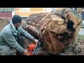 Extreme Dangerous Fastest Big Chainsaw Cutting Tree Machines | Biggest Heavy Equipment Machines #1