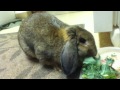 My pet rabbit eating Kale