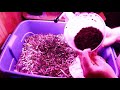 Reupload of Easter Wild Worm Feeding And 522 Of Our Newest Friends