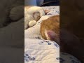 Sleeping Cats
