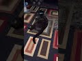 CatNip Night Play