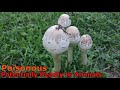 9 Deadly and Poisonous Fungi of Eastern North America