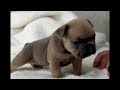 French bulldog puppy