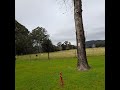 A Small Winter's Walk by an Australian River