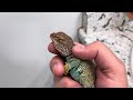 BRAVO - our Mountain Boomer (COLLARED LIZARD)