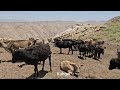 IRAN nomadic life | The Kuhgol family takes their sheep to pasture | Nomadic lifestyle of Iran