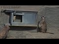 Philadelphia Zoo Meerkat Wants to Go Outside