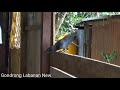 Video viral!! Awal tahun 2021 burung Gagak bisa ketawa