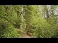 Redwood Forest Hike for Treadmill Workout - 8K HDR Boy Scout Tree Trail to Fern Falls - #4