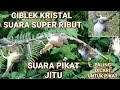 Suara Pikat Ciblek Kristal 100% Ampuh