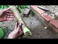 How to Grafting Techniques | Papaya Tree Grafting | Fruit Plant Grafting #Papaya