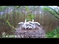 A hawk attacked a black stork's nest and carried off  one chick & タカが黒いコウノトリの巣を攻撃し、1羽のひよこを運び去った