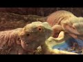 Bearded Dragons devouring worms