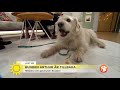 Mikael hittade hunden Arthur i djungeln – ”Han kom som en ljusglimt” - Nyhetsmorgon (TV4)