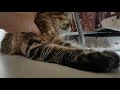 Humans annoy Maine Coon cat, but cat annoys humans instead.