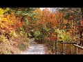 Relaxing Autumn/Fall Forest Ambience - Calming wind, Rustling Leaves, Distant Birds, Peaceful Trees