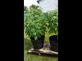 Washington State medical marijuana grow