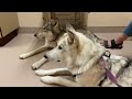 Taking 2 Wolfdogs and a Bossy Husky to The Veterinarian For Checkups and Vaccines