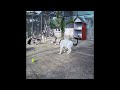 🤣😻 So Funny! Funniest Cats and Dogs 😸😂 Funniest Animals 2024 #17