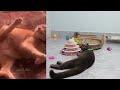 BEST Pets of the DECADE! 😮 🤣 | Funniest Videos