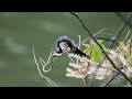 初夏は鳥がいっぱい！【野鳥撮影vlog】