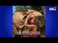 Neglected Cow Melts Into Her Rescuer's Arms | The Dodo Heroes