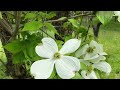 クリンソウの咲く谷♪ Beautiful 'Nine_ring flower'  primula japonica seen in Yamagata, Japan