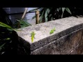 Hawaiian Day Gecko fighting over Territory