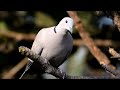 Asian Koel visits backyard 🐦 | Baya weaver drinking water | Flock of birds | Relaxing Nature video