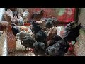 Menetaskan Telur Dan Memelihara Ayam Hingga Bertelur Kembali #ayamkampung #ayamhias #anakayam #ayam