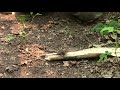 Survival Bowdrill Fire with No Tools (no knife, no saw, no axe, no hatchet, no tools)