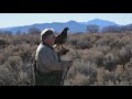 Rescued Rare White Belly Bald Eagle