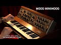 The Moog Minimoog: Is It Worth It? | The Original vs. the Modern Reproduction, the Behringer Poly D