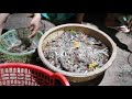 Catching Shrimp | Vietnam Homestead Life