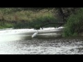 Little Egret fishing - slow motion