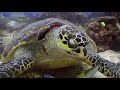 LOS COLORES DEL AGUA - Documental Naturaleza HD 1080p - Grandes Documentales