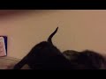 Bad Cat Video #9